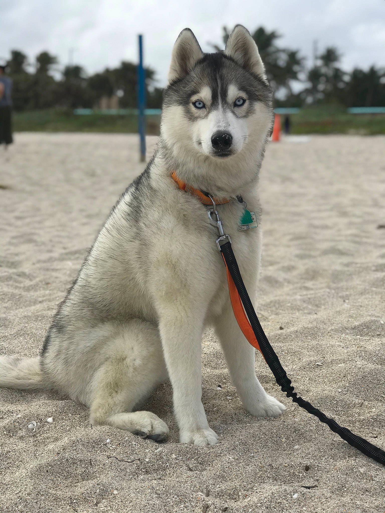 Shakita is registered to the contest to win money with this photo: canidae, carnivore, cloud, collar, companion_dog, dog, dog_breed, dog_collar, dog_supply, fashion_accessory, leash, pet_supply, siberian_husky, sky, sled_dog, snout, sporting_group, tail, tree, working_dog