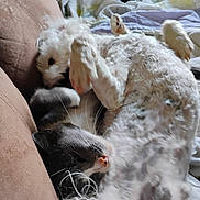 Bella joined the competition — help win amazing prizes! dog, cat, couch, pet, furry, playing, cozy, indoor, animal, friendship, soft, whiskers, fur, relaxing, closeup, cute, sleepy, home, nap, companions