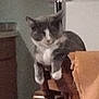 Bella is registered to the contest to win money with this photo: cat, gray_cat, white_cat, chair, wooden_chair, blanket, indoor, pet, feline, relaxed, lounging, furniture, cozy, domestic_animal, animal, home, resting, whiskers, ears, paws