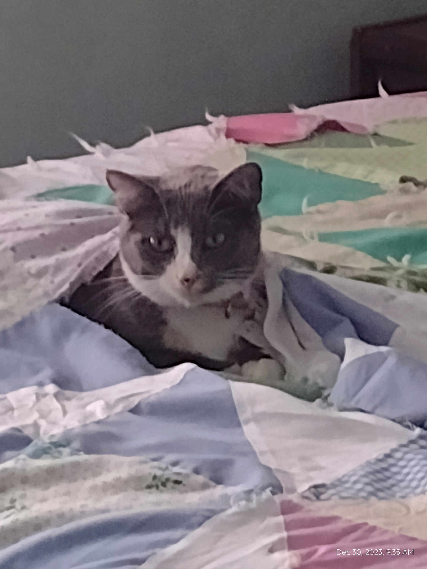 Bella joined the competition — help win amazing prizes! cat, quilt, bed, indoor, pet, cozy, resting, feline, blanket, comfort, cute, fur, animal, domestic, relaxed, sleepy, home, soft, warm, peaceful