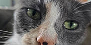 Bella is registered to the contest to win money with this photo: cat, close_up, green_eyes, whiskers, pink_nose, fur, pet, animal, indoor, blurred_background, curious, face, portrait, domestic_cat, grey_fur, white_fur, cute, feline, soft_light, close_shot