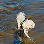 dog, white_dog, water, shallow_water, splashes, outdoor, pet, animal, curly_fur, harness, playful, nature, daylight, wet, walking, small_dog, canine, fun, active, summer