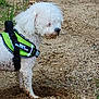 dog, white, fluffy, harness, green, dirt, hole, outdoor, pet, animal, mud, fur, small_dog, curious, standing, nature, grass, ground, playful, exploring