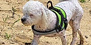 Olly is registered to the contest to win money with this photo: dog, white_dog, small_dog, harness, green_harness, outdoor, sand, mud, grass, pet, animal, walking, sunlight, nature, canine, fur, mammal, daytime, playful, curious