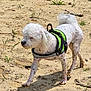 dog, white_dog, small_dog, harness, green_harness, outdoor, sand, mud, grass, pet, animal, walking, sunlight, nature, canine, fur, mammal, daytime, playful, curious