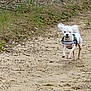 dog, running, white_dog, outdoor, path, sand, rocks, grass, nature, pet, small_dog, active, animal, canine, harness, ears_flapping, motion, daylight, earth, ground