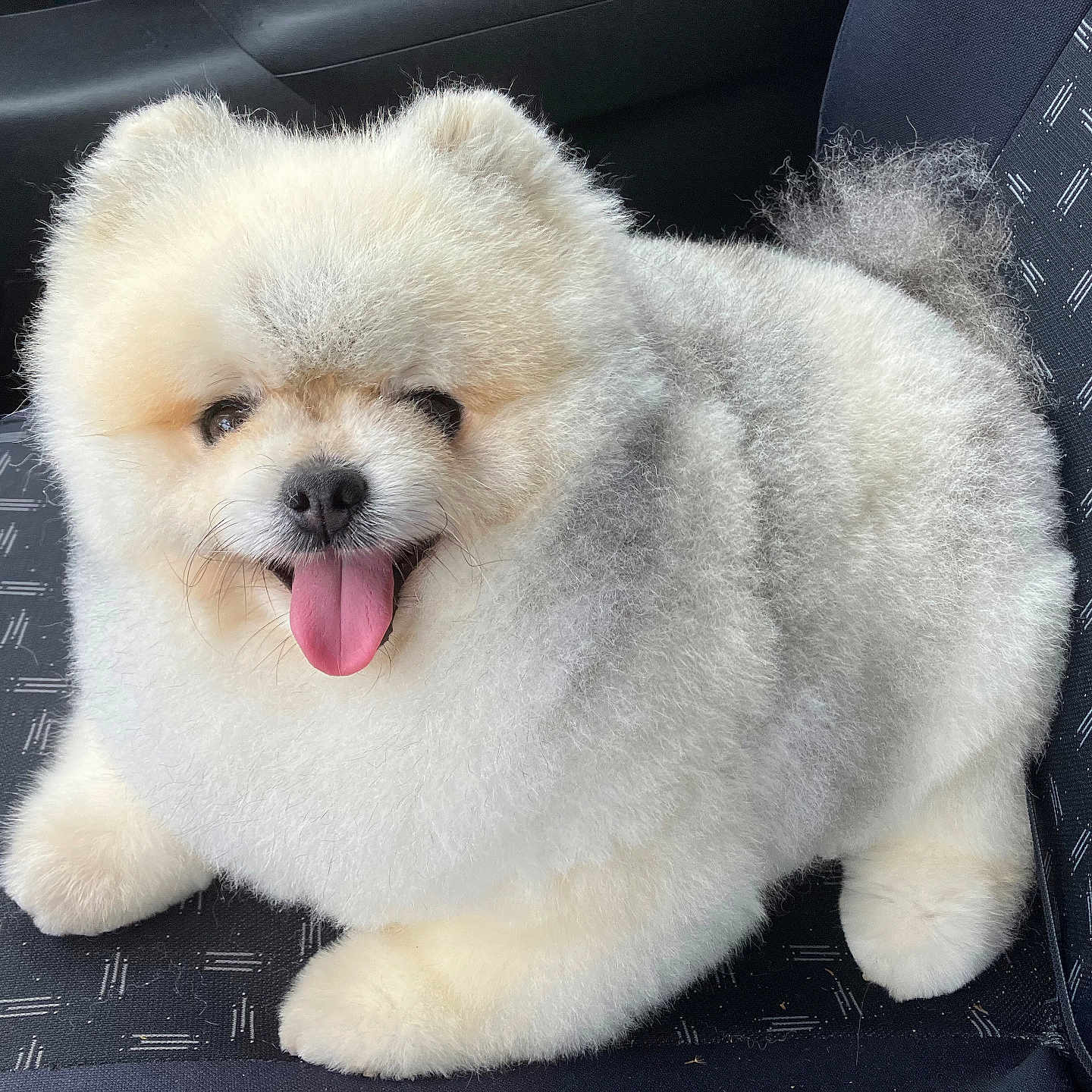 Parker participe au concours pour gagner de l'argent avec cette photo : adorable, animal, car_seat, companion, cute, dog, domestic_animal, fluffy, furry, gray, happy, indoor, pet, pomeranian, sitting, small_dog, smiling, tongue_out, vehicle, white