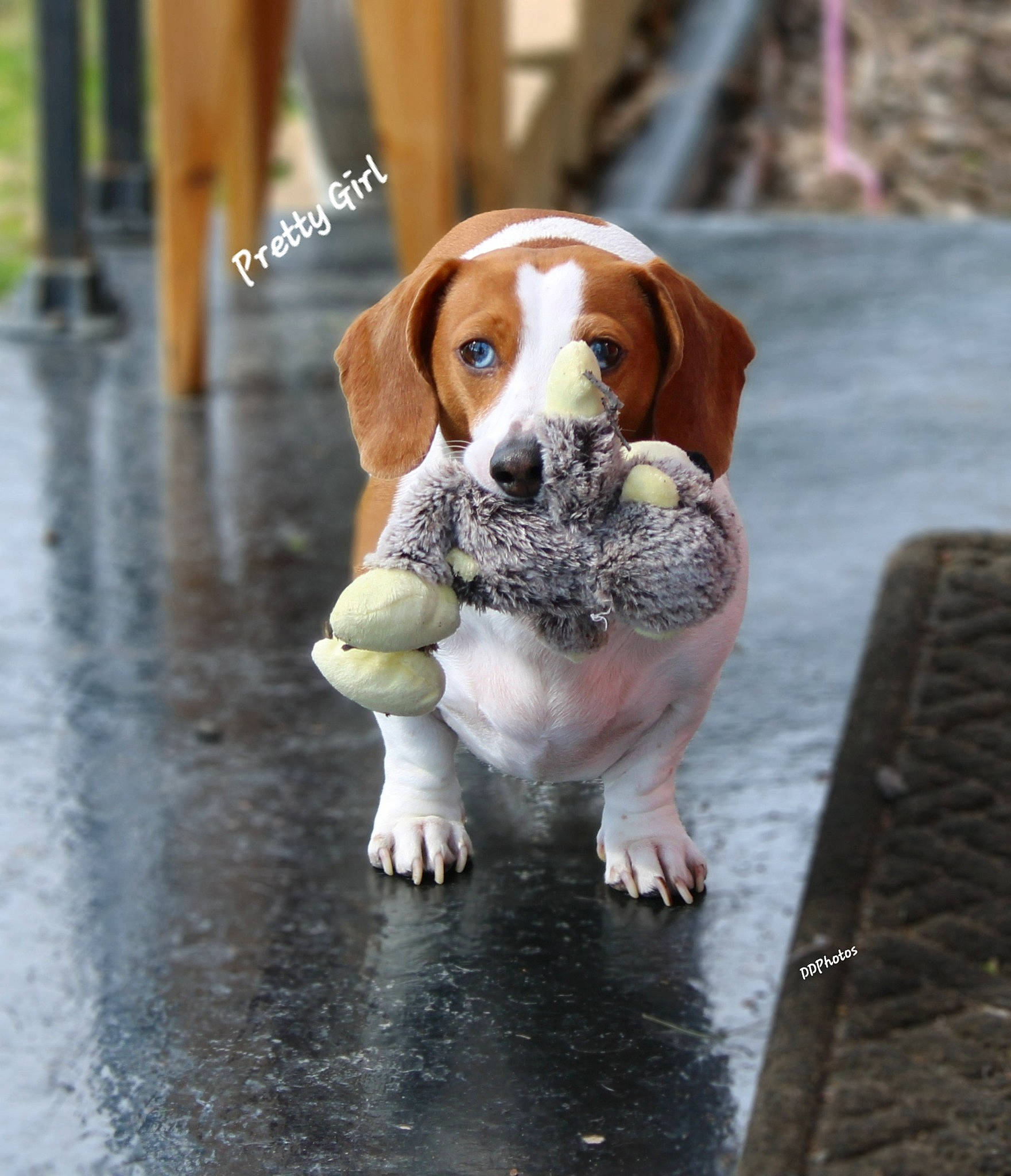 Pretty Girl joined the competition — help win amazing prizes! beagle, beagle_harrier, canidae, carnivore, companion_dog, dog, dog_breed, fawn, flooring, hound, hunting_dog, liver, road_surface, scent_hound, sporting_group, tail, terrestrial_animal, working_dog