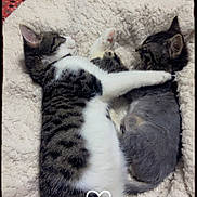 Memphis joined the competition — help win amazing prizes! cat, kitten, sleeping, snuggling, cozy, blanket, fur, paw, cute, domestic_animal, pet, animal, tabby, gray_cat, resting, soft_texture, indoor, companion, friendship, adorable
