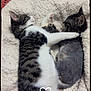 cat, kitten, sleeping, snuggling, cozy, blanket, fur, paw, cute, domestic_animal, pet, animal, tabby, gray_cat, resting, soft_texture, indoor, companion, friendship, adorable