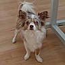 Uby a rejoint le concours — aidez-le/la à gagner de superbes lots ! dog, small_dog, fluffy, long_hair, white_fur, brown_fur, blue_eyes, standing, looking_at_camera, ears, tail, paws, wooden_floor, indoor, home, table, portrait, pet, cute, funny