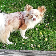Uby participe au concours pour gagner de l'argent avec cette photo : dog, puppy, long_hair, fluffy, white_and_brown, standing, outdoor, grass, lawn, flowers, daisies, pet, animal, portrait, looking_at_camera, ears, tail, fur, garden, wooden_border