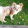 dog, puppy, long_hair, fluffy, white_and_brown, standing, outdoor, grass, lawn, flowers, daisies, pet, animal, portrait, looking_at_camera, ears, tail, fur, garden, wooden_border