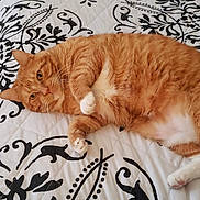 Garfield is registered to the contest to win money with this photo: cat, orange_tabby, pet, lying_down, bedspread, patterned_bedspread, indoor, feline, cute, relaxed, whiskers, paws, fur, animal, domestic_cat, resting, looking_at_camera, orange_fur, white_paws, cozy
