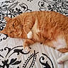 cat, orange_tabby, pet, lying_down, bedspread, patterned_bedspread, indoor, feline, cute, relaxed, whiskers, paws, fur, animal, domestic_cat, resting, looking_at_camera, orange_fur, white_paws, cozy