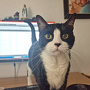 Boots joined the competition — help win amazing prizes! cat, black_and_white, desk, computer_monitor, spreadsheet, keyboard, mouse, statue, framed_picture, home_office, curious, indoor, pet, whiskers, tail, wooden_surface, technology, focus, domestic, animal