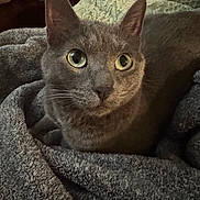 Juniper joined the competition — help win amazing prizes! bedding, blanket, calm, cat, closeup, cozy, cute, domestic, ears, feline, fur, gray_cat, green_eyes, indoor, looking_up, pet, portrait, resting, sitting, whiskers