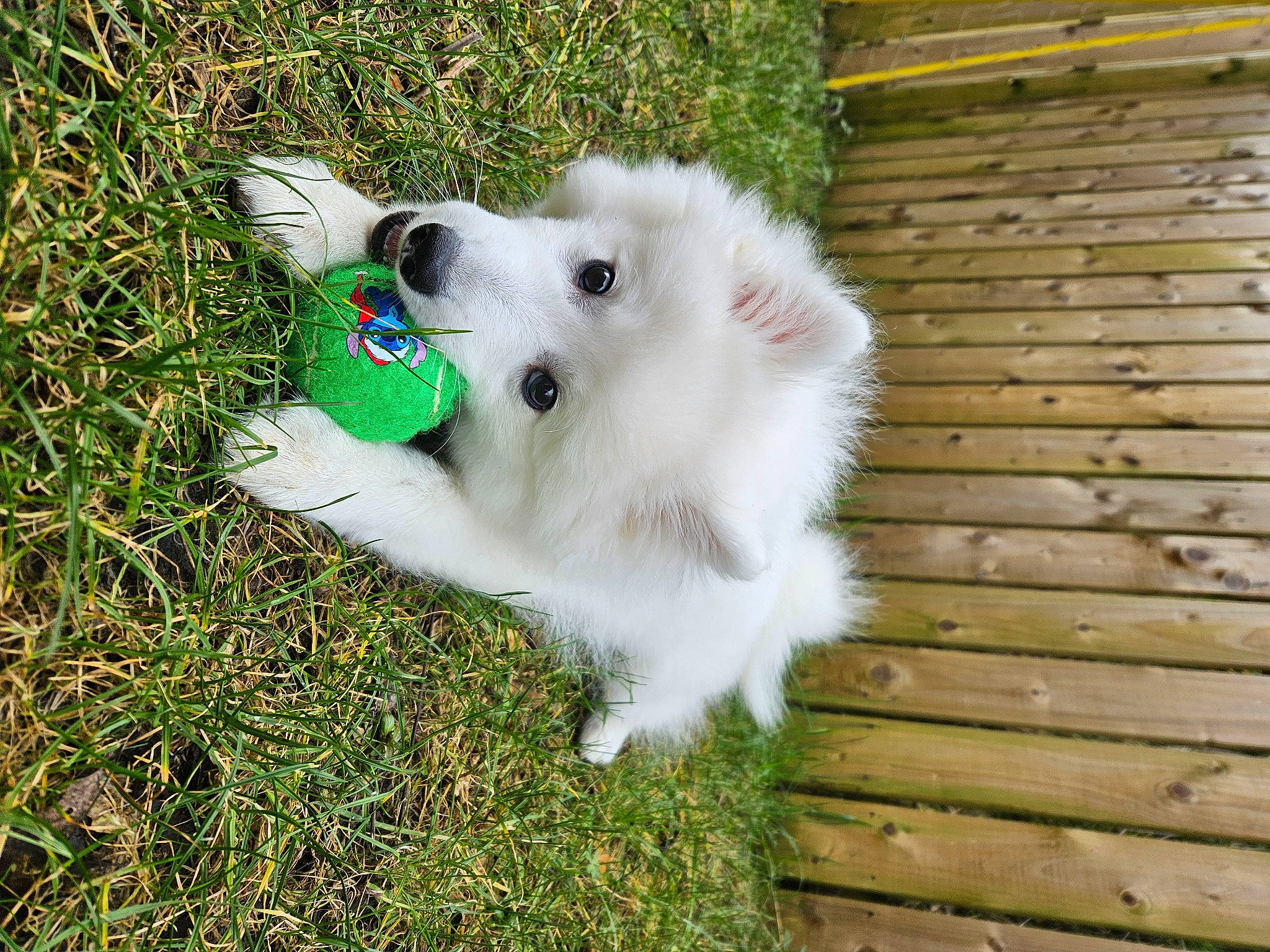 Casper joined the competition — help win amazing prizes! carnivore, companion_dog, dog, dog_breed, fawn, fur, german_spitz, german_spitz_klein, german_spitz_mittel, grass, indian_spitz, japanese_spitz, kintamani, plant, snout, spitz, sporting_group, volpino_italiano, wood, working_animal