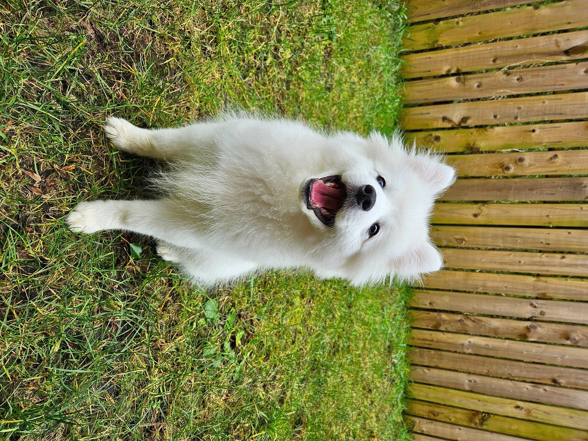 Casper is registered to the contest to win money with this photo: canidae, carnivore, companion_dog, dog, dog_breed, fawn, felidae, fur, german_spitz, german_spitz_mittel, grass, japanese_spitz, plant, small_to_medium_sized_cats, snout, sporting_group, tail, volpino_italiano, whiskers, wood