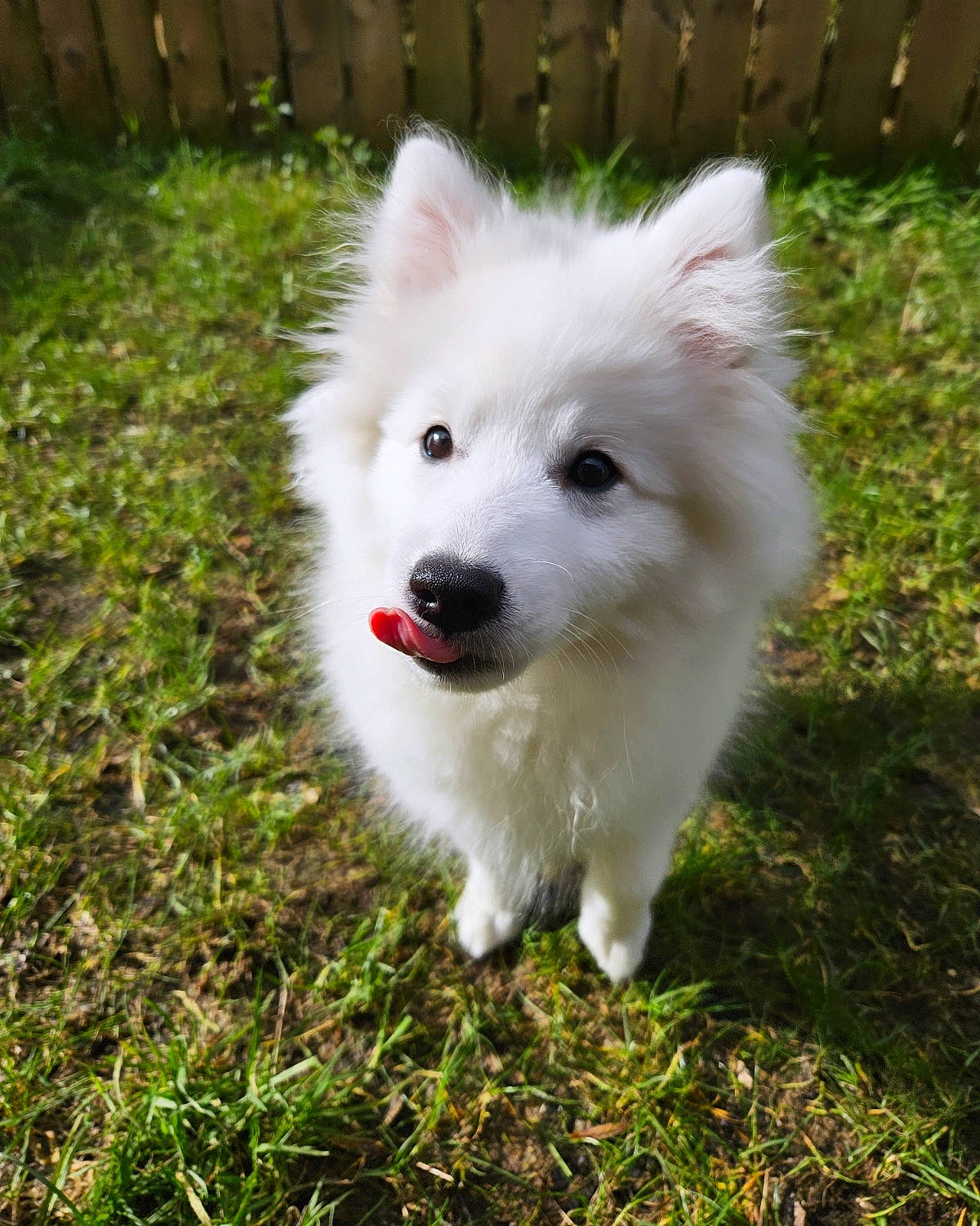 Casper is registered to the contest to win money with this photo: american_eskimo_dog, ancient_dog_breeds, canidae, carnivore, companion_dog, dog, dog_breed, fence, german_spitz, german_spitz_klein, german_spitz_mittel, grass, indian_spitz, japanese_spitz, non_sporting_group, samoyed, spitz, sporting_group, volpino_italiano, working_dog