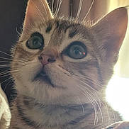 Ardoise participe au concours pour gagner de l'argent avec cette photo : animal, cat, close_up, curious, cute, domestic_cat, ears, eyes, face, feline, fur, indoor, kitten, nose, pet, portrait, soft_light, tabby, whiskers, young