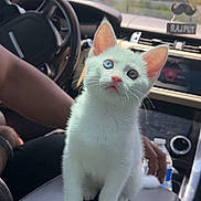 Oliver is registered to the contest to win money with this photo: animal, car_interior, cat, center_console, curious, cute, dashboard, domestic_cat, feline, heterochromia, human_arm, indoor, kitten, pet, sitting, small, steering_wheel, sunlight, white_cat, young_cat