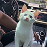 animal, car_interior, cat, center_console, curious, cute, dashboard, domestic_cat, feline, heterochromia, human_arm, indoor, kitten, pet, sitting, small, steering_wheel, sunlight, white_cat, young_cat