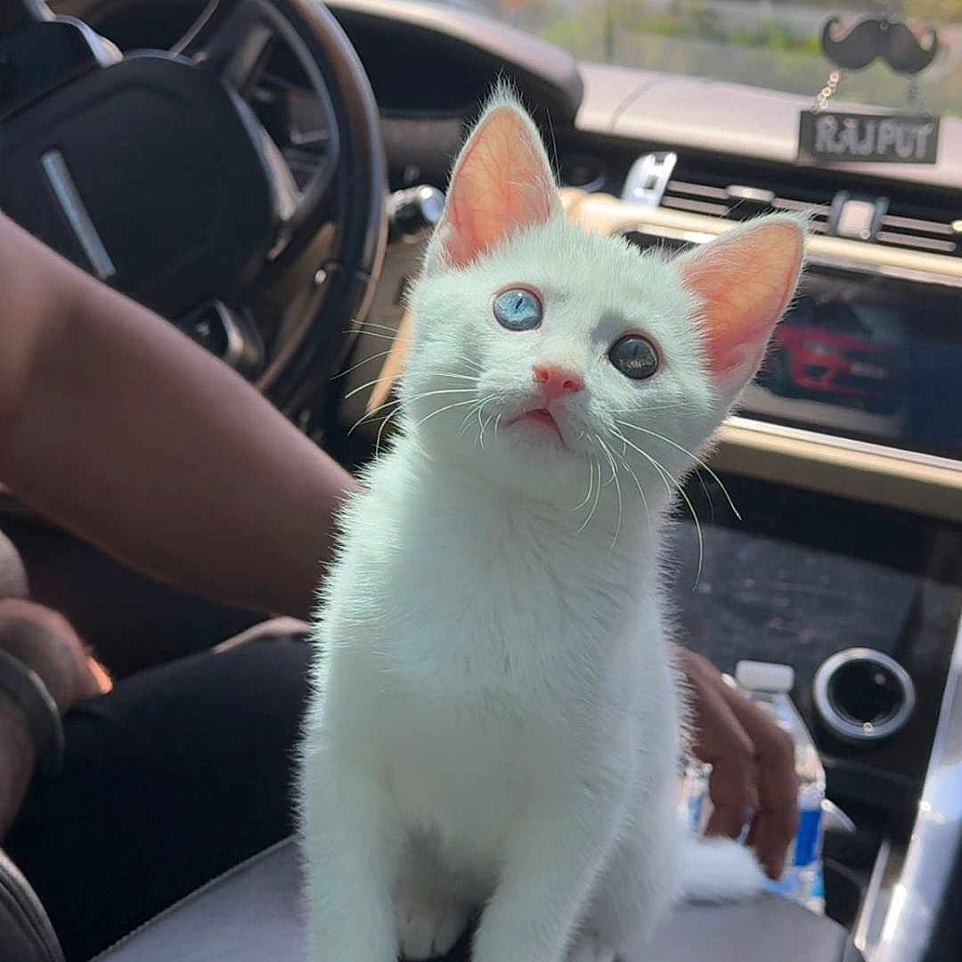 Oliver