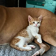 Baby is registered to the contest to win money with this photo: kitten, cat, dog, paw, carpet, snuggling, orange_and_white, brown, pet, animal, cute, resting, cozy, furry, indoor, friendship, relaxed, companion, lying_down, domestic