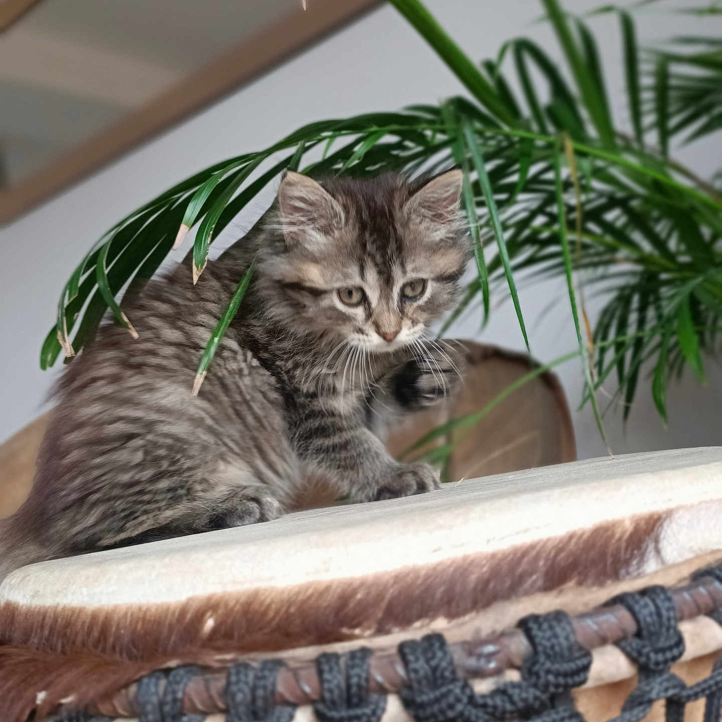 Moshi participe au concours pour gagner de l'argent avec cette photo : abyssinian, animal, cat, conga, drum, jar, kettledrum, kitten, leaf, manx, musicalinstrument, percussion, pet, plant, planter, pottedplant, pottery, tree, vase, wood