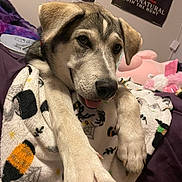 Arrow joined the competition — help win amazing prizes! dog, puppy, blanket, indoor, cozy, cute, tongue_out, poster, plush_toy, bedroom, paw, fur, relaxed, snuggled, decor, halloween, animal, pet, canine, cute_pet