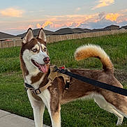 Nina is registered to the contest to win money with this photo: dog, siberian_husky, leash, outdoor, grass, sunset, sky, clouds, side_view, pet, canine, fur, animal, park, suburban, walk, happy, ears_up, tongue_out, nature