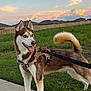 dog, siberian_husky, leash, outdoor, grass, sunset, sky, clouds, side_view, pet, canine, fur, animal, park, suburban, walk, happy, ears_up, tongue_out, nature