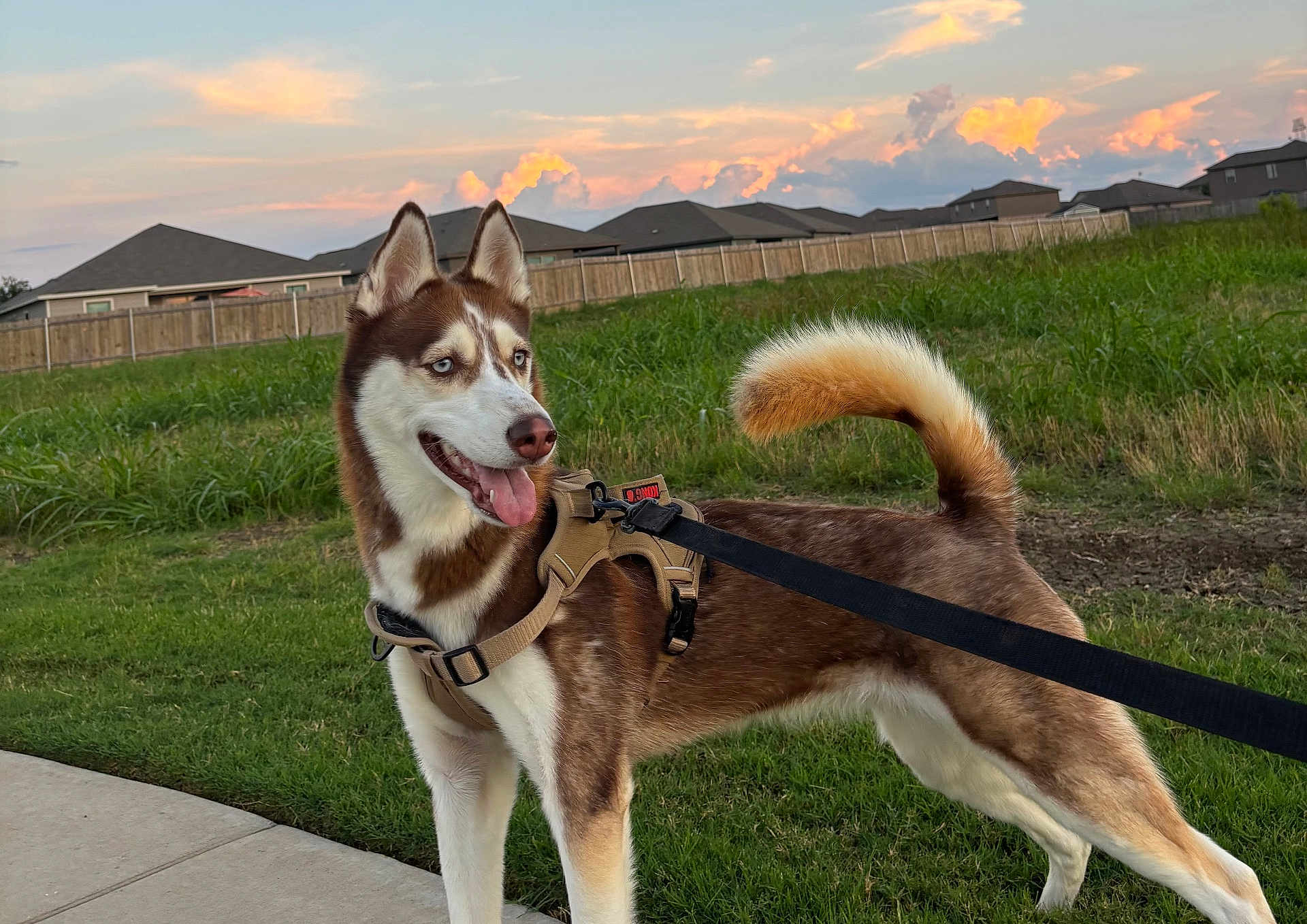 Nina is registered to the contest to win money with this photo: dog, siberian_husky, leash, outdoor, grass, sunset, sky, clouds, side_view, pet, canine, fur, animal, park, suburban, walk, happy, ears_up, tongue_out, nature