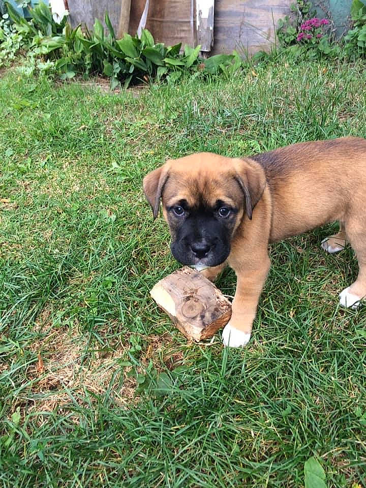 Boone joined the competition — help win amazing prizes! canidae, carnivore, companion_dog, dog, dog_breed, fawn, groundcover, guard_dog, molosser, puggle, puppy, snout, sporting_group, working_animal, working_dog, yard