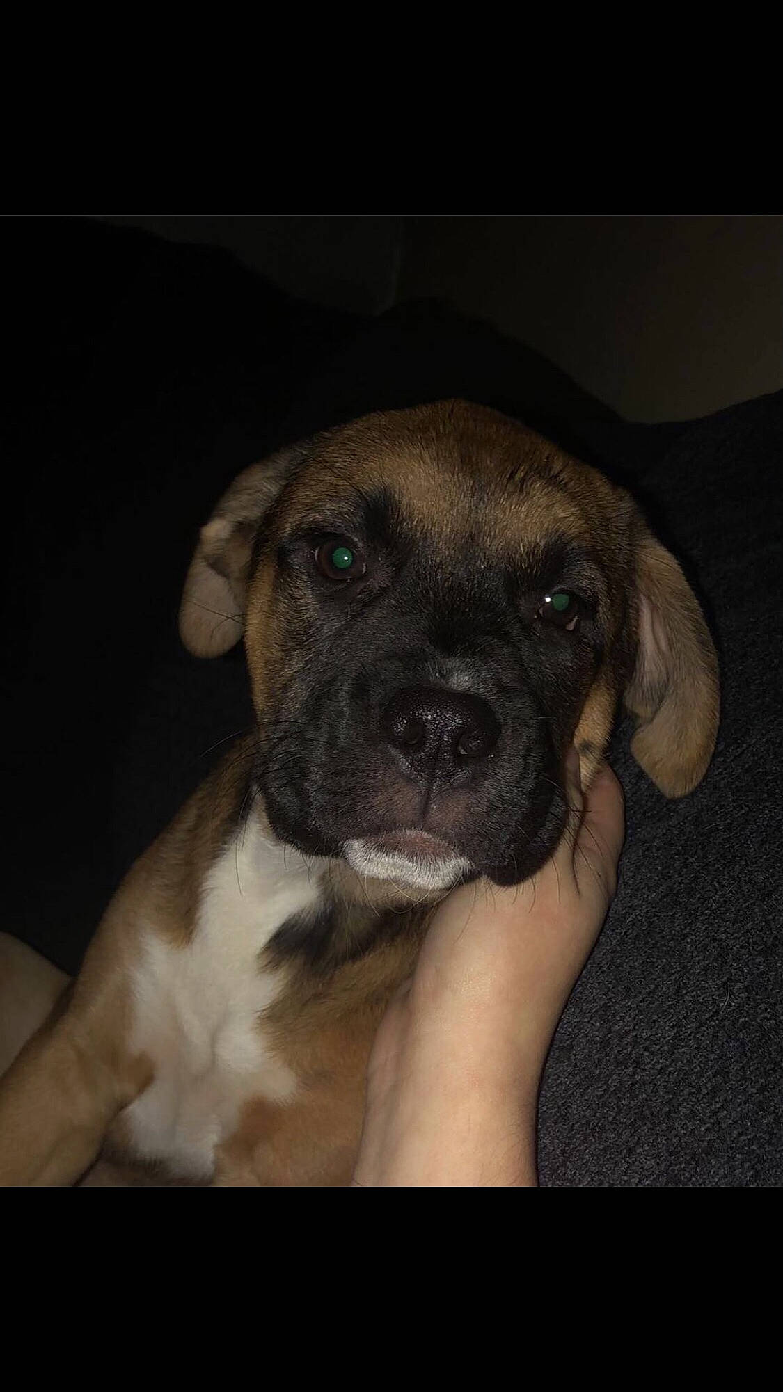 Boone is registered to the contest to win money with this photo: beige, brown, canidae, carnivore, companion_dog, dog, dog_breed, fawn, iris, liver, molosser, non_sporting_group, puggle, puppy, skin, snout, tan, whiskers, working_animal, working_dog