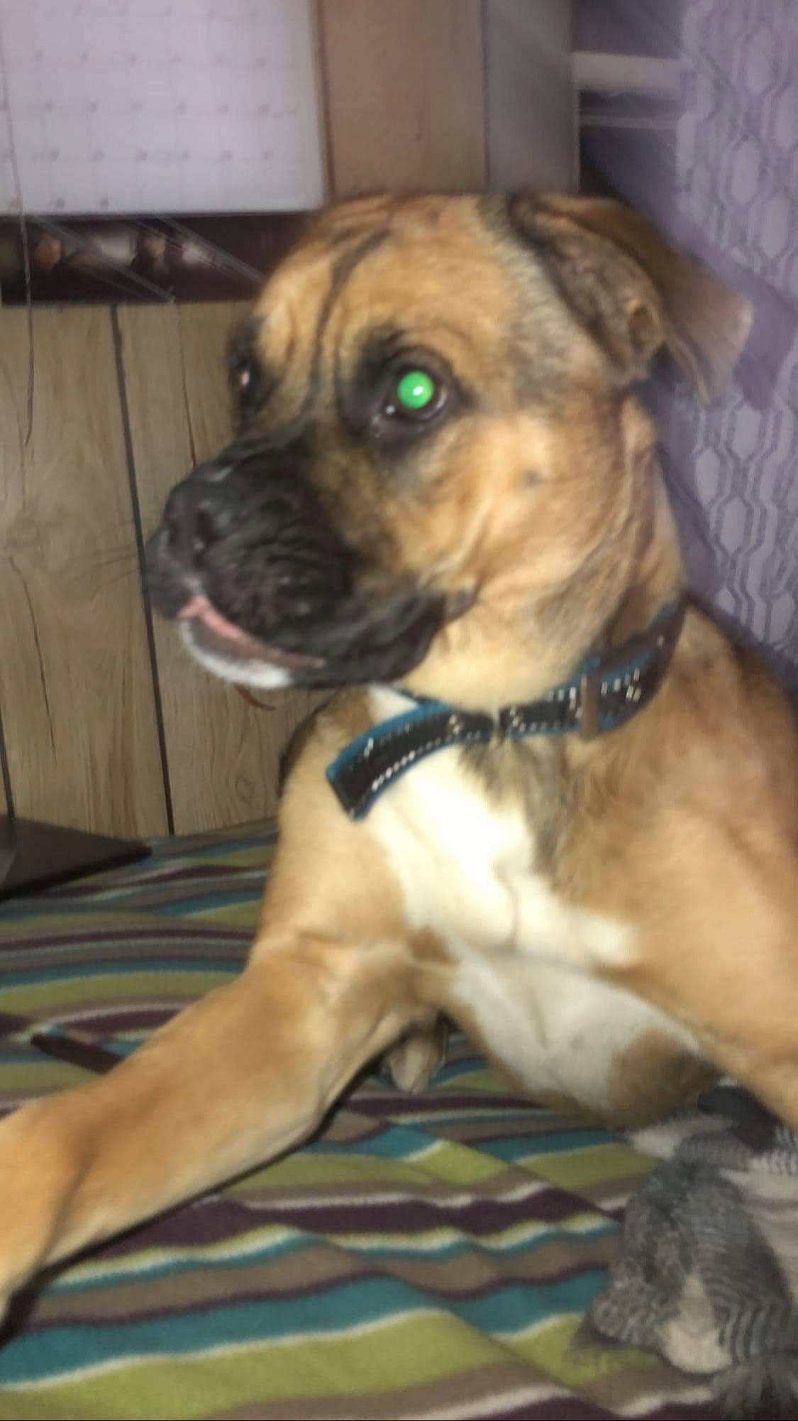 Boone joined the competition — help win amazing prizes! cabinetry, canidae, carnivore, collar, companion_dog, dog, dog_breed, dog_collar, fawn, floor, flooring, liver, mammal, mat, pet_supply, skin, snout, whiskers, working_animal, working_dog