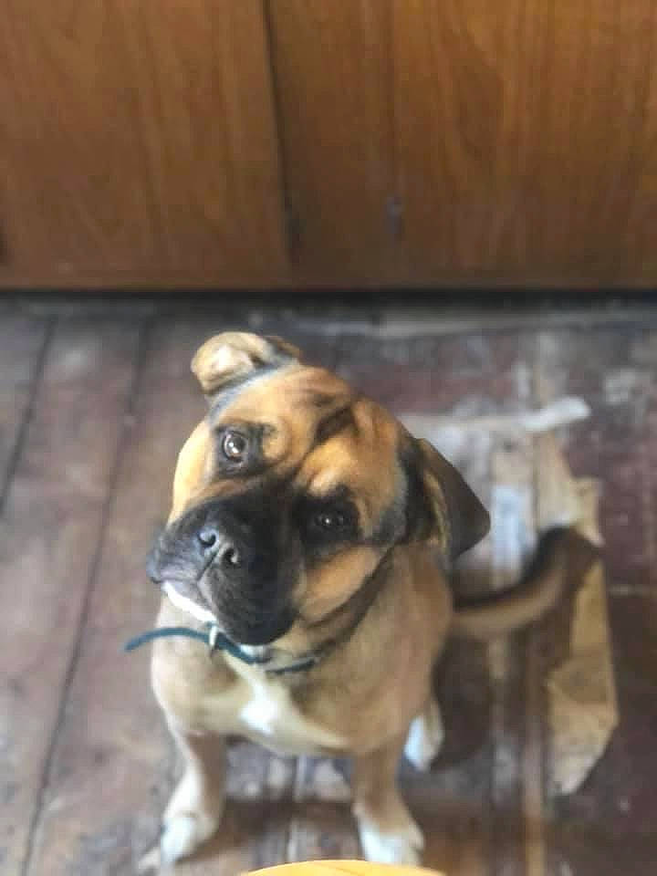 Boone joined the competition — help win amazing prizes! beige, brown, canidae, carnivore, companion_dog, dog, dog_breed, fawn, floor, flooring, hardwood, mammal, skin, snout, tan, tile, wood, wood_stain, working_animal