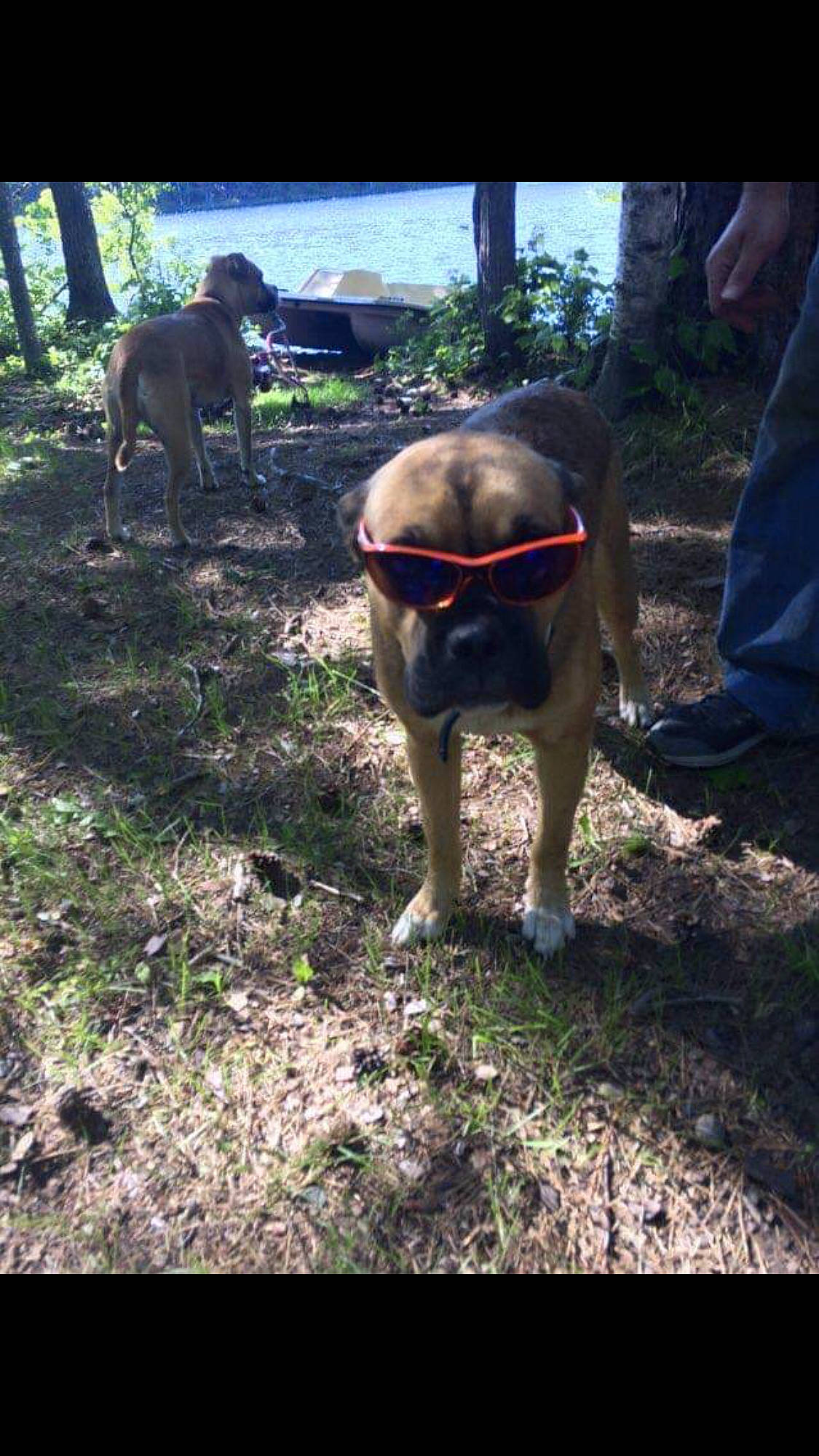 Boone joined the competition — help win amazing prizes! canidae, carnivore, companion_dog, denim, dog, dog_breed, fawn, hunting_dog, snout, sporting_group, sunglasses, vertebrate, working_animal, working_dog