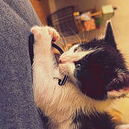 Buck a rejoint le concours — aidez-le/la à gagner de superbes lots ! kitten, cat, black_and_white, cute, playing, indoor, fabric, string, paw, fur, close_up, pet, animal, young, feline, whiskers, climbing, curious, soft, cozy
