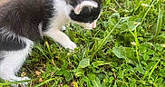 Buck a rejoint le concours — aidez-le/la à gagner de superbes lots ! animal, black_and_white, cat, close_up, curious, daylight, exploring, fur, grass, greenery, kitten, leaf, nature, outdoor, pet, plant, playful, small, whiskers, young