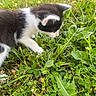Buck a rejoint le concours — aidez-le/la à gagner de superbes lots ! kitten, cat, black_and_white, fur, grass, greenery, outdoor, nature, curious, exploring, close_up, young, animal, pet, whiskers, small, playful, daylight, leaf, plant