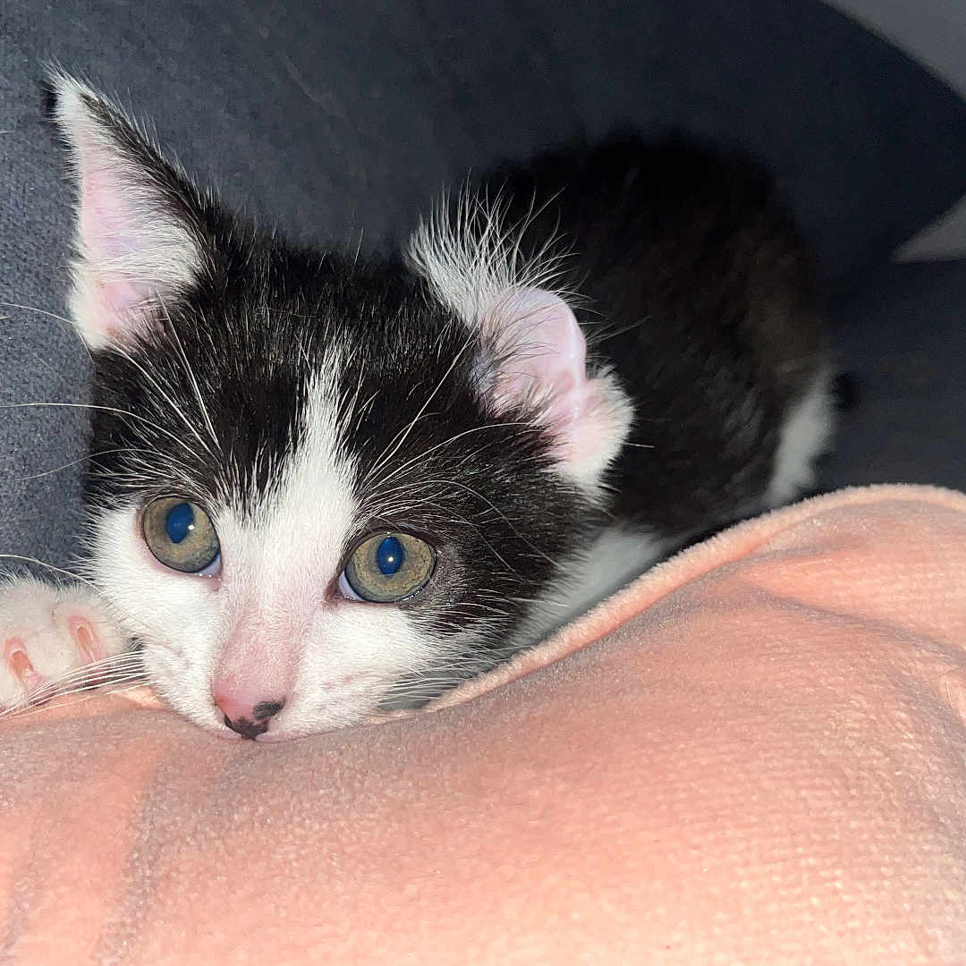Buck a rejoint le concours — aidez-le/la à gagner de superbes lots ! kitten, cat, black_and_white, pet, animal, cute, curious, indoor, blanket, soft, couch, fur, whiskers, ears, paws, resting, young, closeup, cozy, domestic