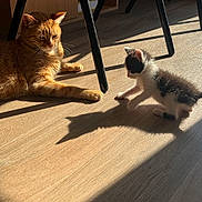 Buck a rejoint le concours — aidez-le/la à gagner de superbes lots ! animal, black_and_white_cat, cat, curious, domestic, feline, floor, home, indoor, kitten, orange_cat, pet, playful, quiet, relaxed, shadow, sunbeam, sunlight, two_cats, wooden_floor