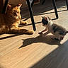 cat, kitten, orange_cat, black_and_white_cat, sunlight, shadow, wooden_floor, indoor, playful, relaxed, animal, pet, feline, sunbeam, floor, domestic, two_cats, curious, quiet, home