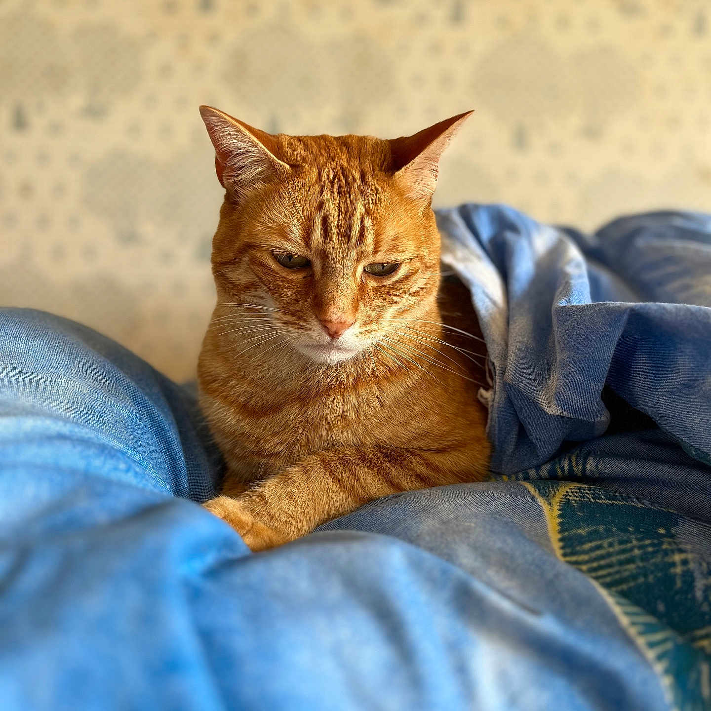 Spirou a rejoint le concours — aidez-le/la à gagner de superbes lots ! abyssinian, animal, bed, bedroom, blanket, cat, clothing, couch, cushion, furniture, homedecor, indoors, jeans, kitten, manx, pants, person, pet, quilt, room