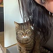 Mini participe au concours pour gagner de l'argent avec cette photo : cat, tabby_cat, indoor, person, face, hair, brown_eyes, door, kitchen, furniture, table, floor, curious, pet, animal, whiskers, sitting, looking, gray_surface, hair_strands