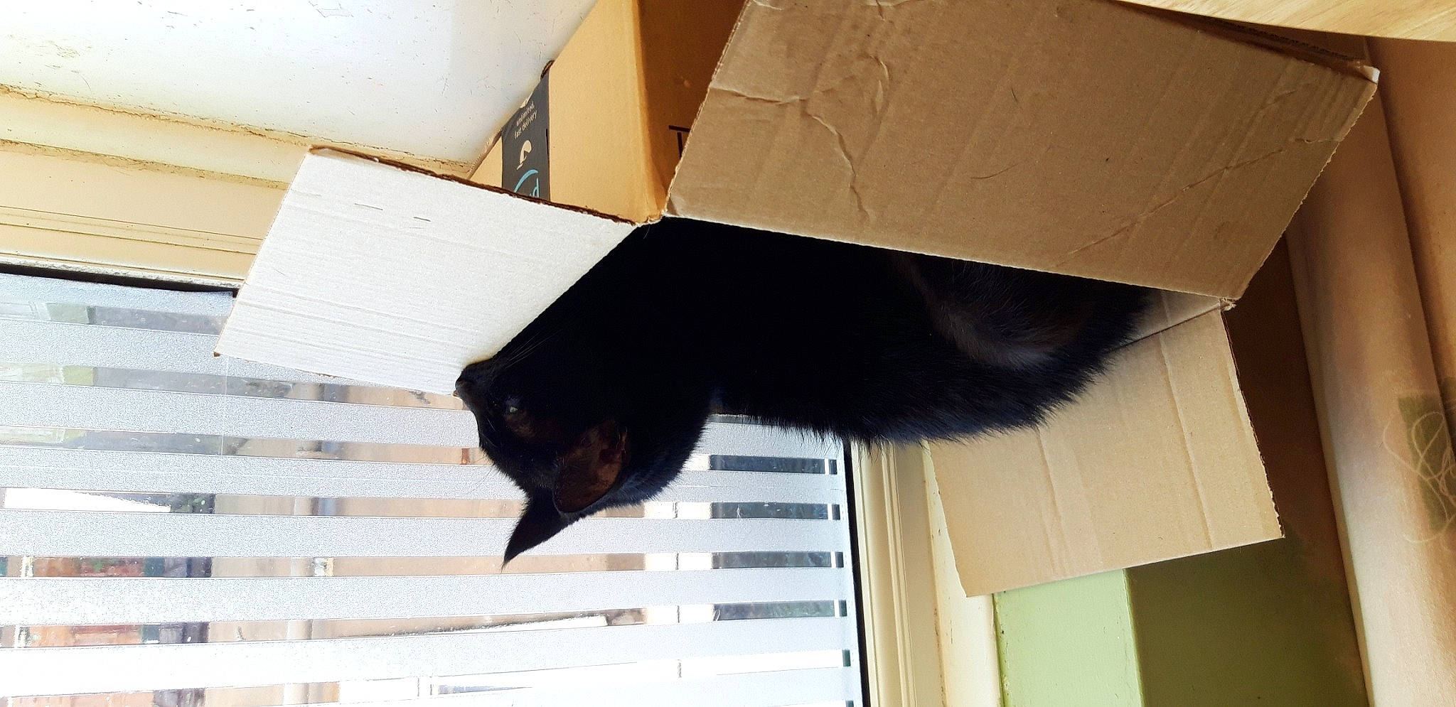 Paloma joined the competition — help win amazing prizes! black, black_cat, box, cardboard, carnivore, cat, felidae, house, kitten, paper, paper_product, room, small_to_medium_sized_cats, tail, whiskers