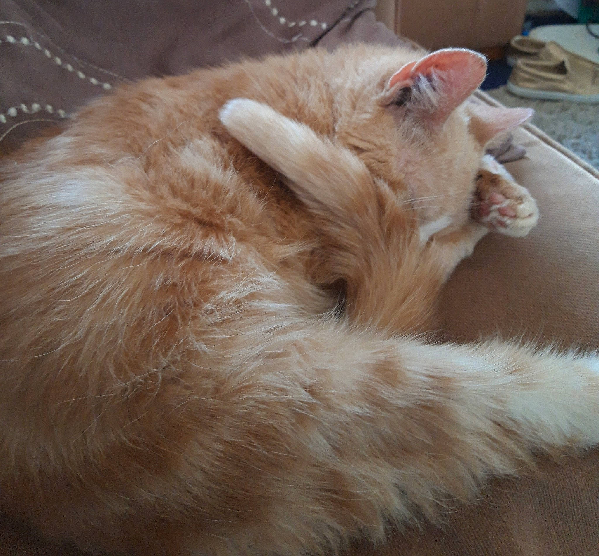 Trinity is registered to the contest to win money with this photo: carnivore, cat, claw, domestic_long_haired_cat, ear, fawn, felidae, fur, paw, ragamuffin, small_to_medium_sized_cats, snout, tail, whiskers