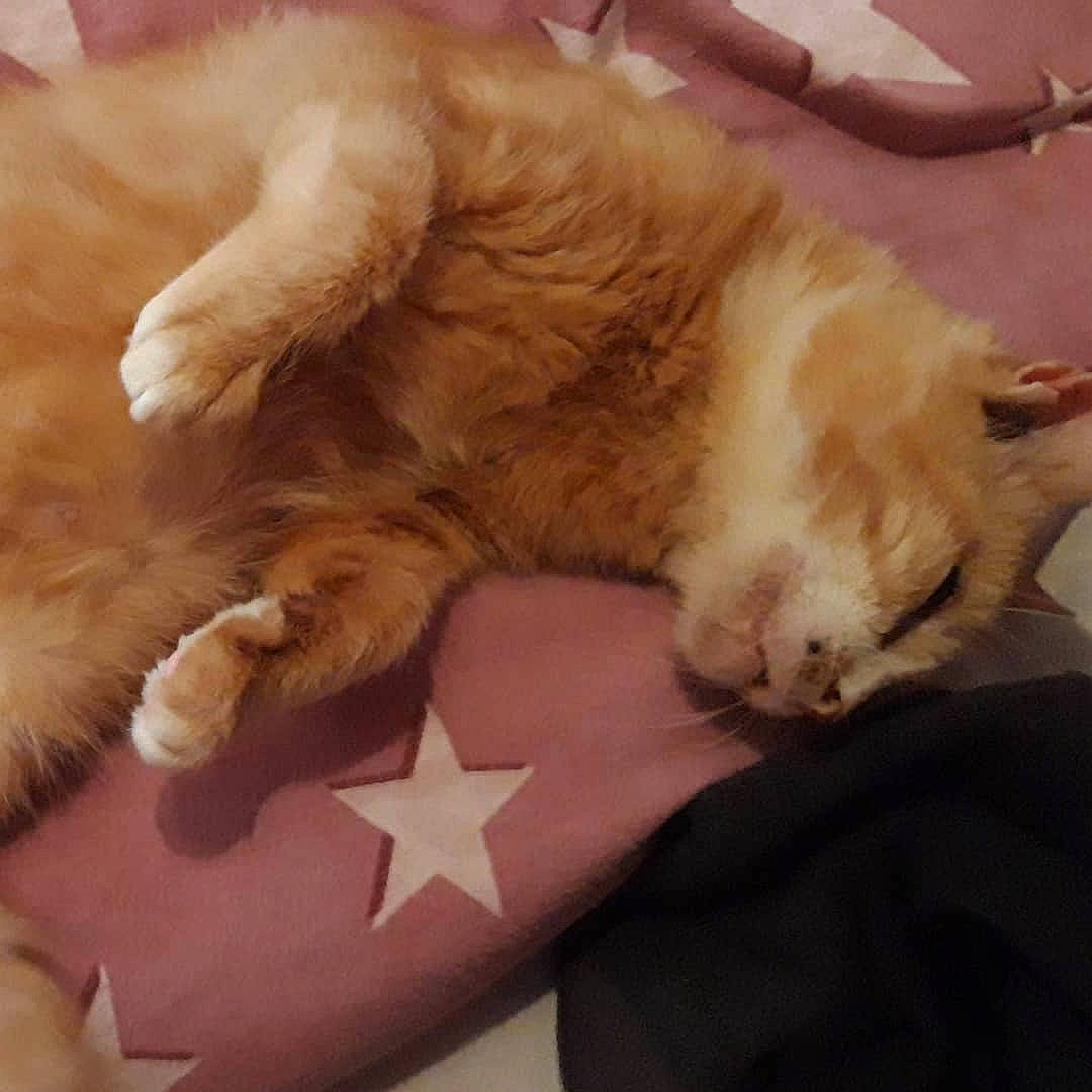 Trinity is registered to the contest to win money with this photo: carnivore, cat, claw, european_shorthair, fawn, felidae, fur, kitten, nap, paw, sleep, small_to_medium_sized_cats, snout, tail, whiskers